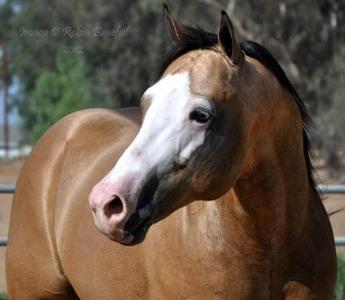 This horse is named pencil - true or false?