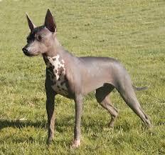 What is another name for the Xoloitzcuintli?
