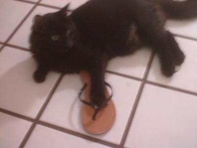 Judging from this picture, do you think cats like wearing sandals?