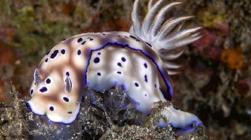 is the nudibranch one of the ugliest or the prettiest animal in the world?