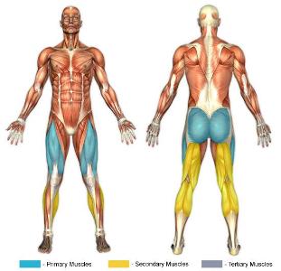 Which body part is primarily targeted in step aerobics?