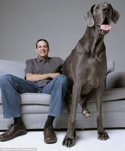 what is the biggest dog in the world