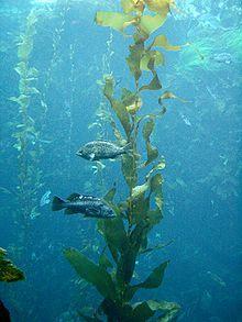 How big can kelp grow?