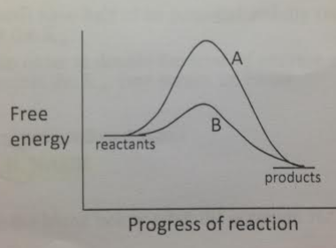Which of the two reactions is more likely to exhibit the energy relationships shown by the A curve?