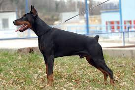 What was the dobermans name?