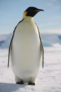 Do mom or dad emperor penguins hunt?