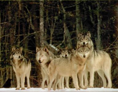 What is a group of wolfs called?