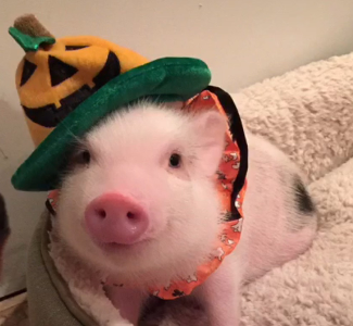 On a scale of 1-10, how smart are pigs?