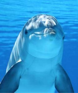 Do dolphins breath air like people?