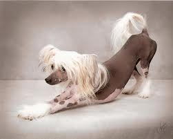 What age do chinese crested dogs live too? A-14 years B-6 years C-10-12 years