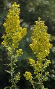 Goldenrod helps expel poison