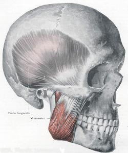 Where is the origin of the Masseter?