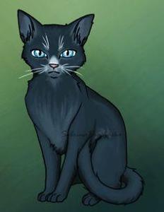 The medicine cat of your Clan is killed by a ShadowClan warrior. You had a crush on that medicine cat. What do you do?