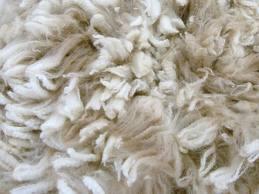 True or False: Wool is biodegradable
