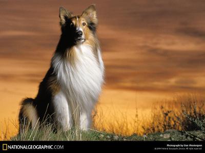 which 2 dogs arent in lassie