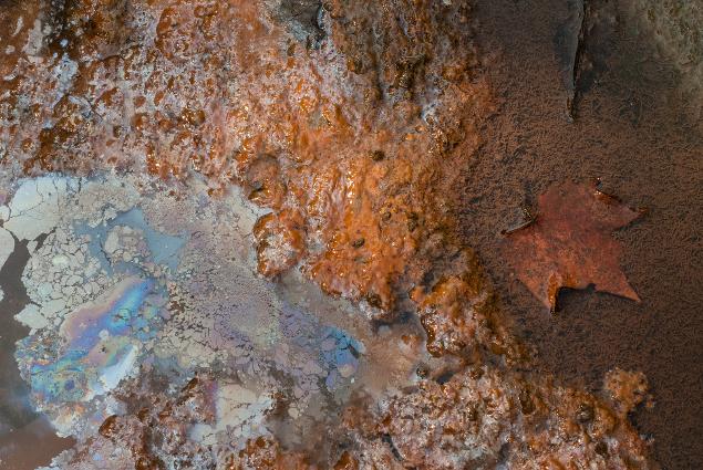 What is the shape of a bacterium called?
