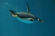 Can penguins drink saltwater?