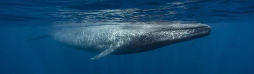 The Biggest thing Blue Whale Can Swallow?
