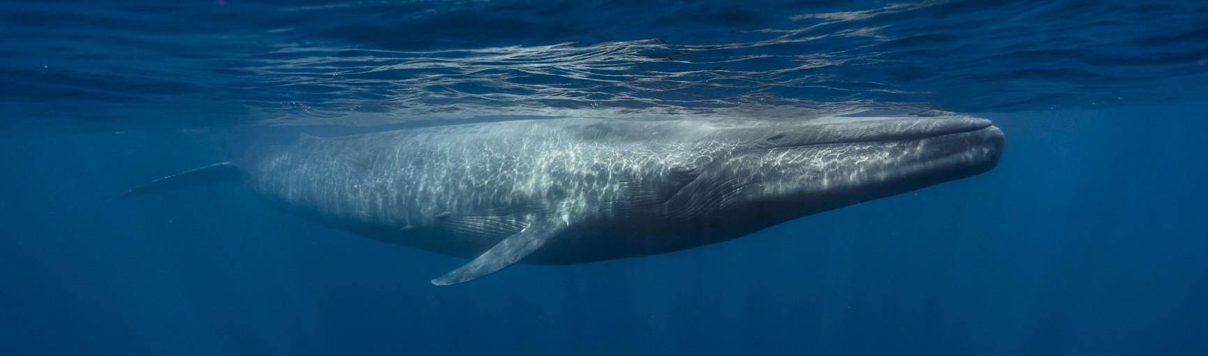 The Biggest thing Blue Whale Can Swallow?