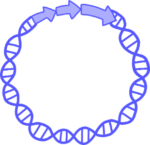 What is the purpose of using plasmids in genetic engineering?