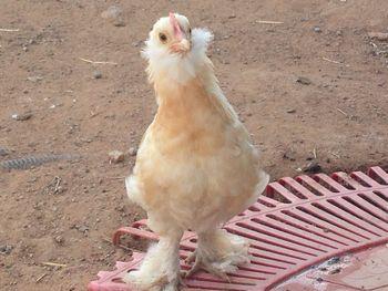 Rate this chicken.