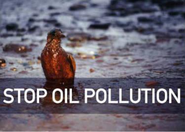How many birds are estimated to die due to sea pollution?