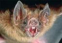 When you see a bat, what do you think?