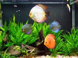 If you have 30 fish in a tank and half drown, how many fish are left?