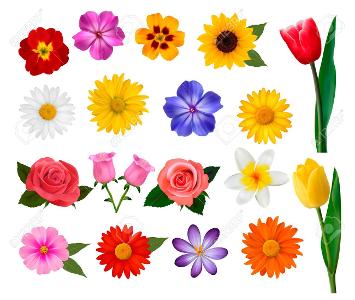 What is your favourite flower