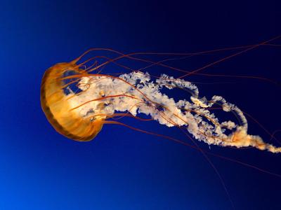 Do jellyfish actually sting to protect themselves?