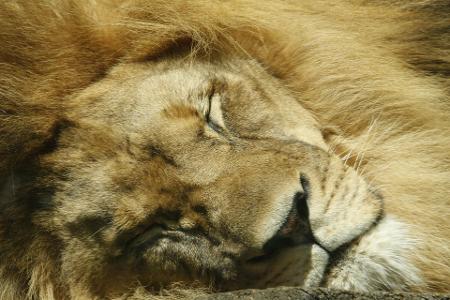 How many hours do lions typically sleep per day?