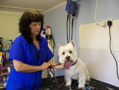How do you feel about grooming your pet?