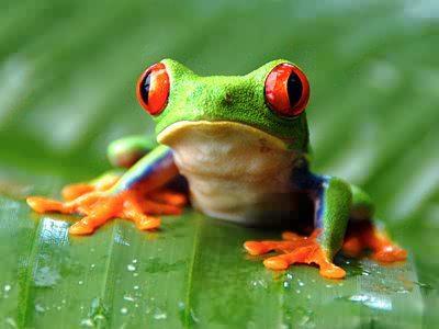 What's the lifespan of a tree frog?