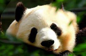 What's your favorite animal?