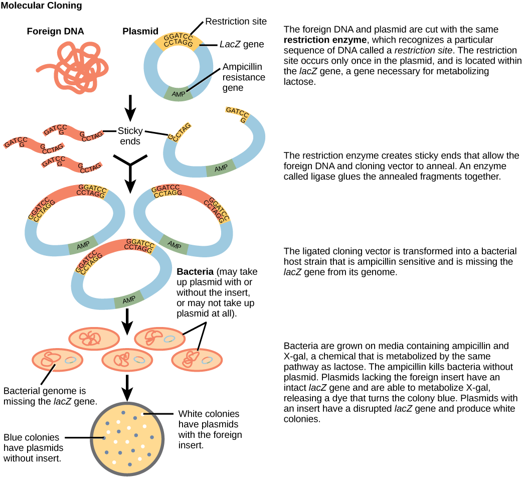 How do bacteria reproduce?