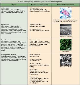Which of the following is NOT a type of bacteria?