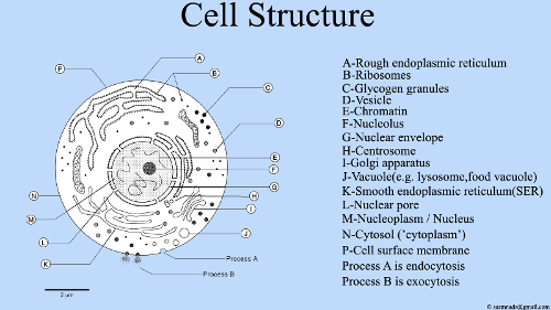 Which structure in the cell is responsible for maintaining cell shape and structure?