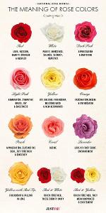 What rose colour best describes you?