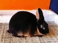 What rabbit is this?