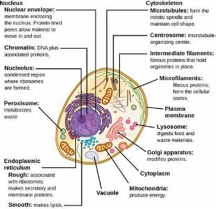 What organelle is known as the powerhouse of the cell?