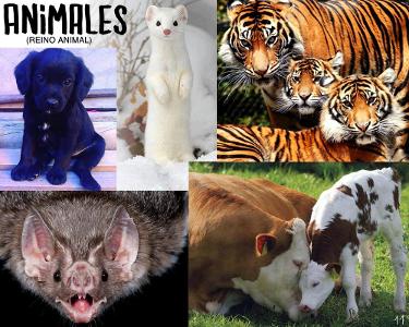 Which of the following animals are omnivores?