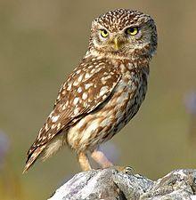 What is a group of owls called?