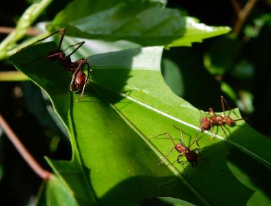 What adaptation helps the leafcutter ant cut leaves?