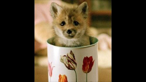 Have you ever had pet a tiny fox?