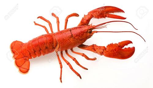 How long can some lobster species live up to?