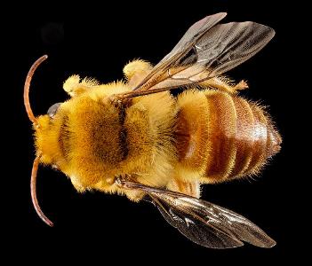Why do bees have sticky hair?