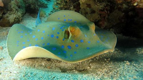 How many species of stingrays are in the world?