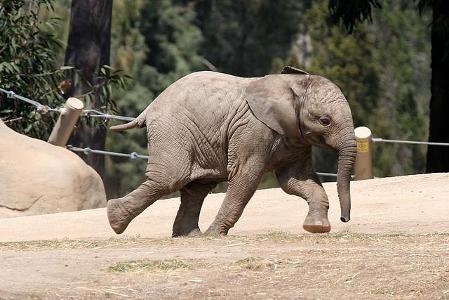 How fast can elephants run?