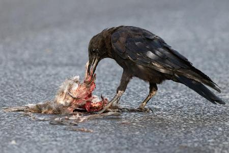 Which of the following can be seen eating carrion?