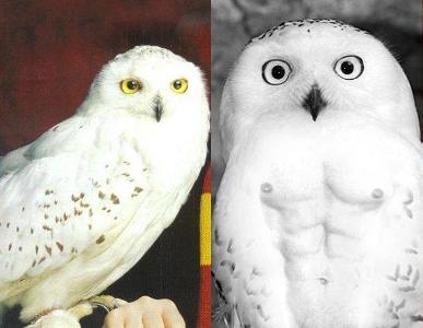 Would you rather have an Owl, or a rat?